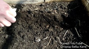 САЖАЕМ КАПУСТУ НА РАССАДУ! КАПУСТА БРОККОЛИ,ЦВЕТНАЯ,БЕЛОКОЧАННАЯ! ЧТО ПОСАДИТЬ В АПРЕЛЕ!