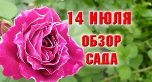 14 июля. Обзор сада