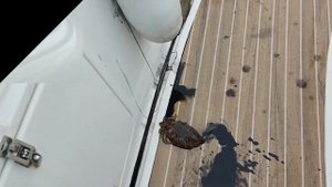 Морская рыбалка: каракатицы и осьминог!