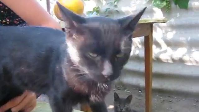 Худые сельские коты. Почему не кормят? смотреть онлайн