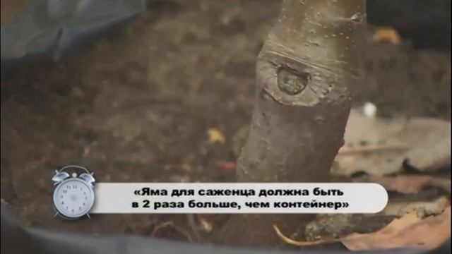 Питомник Немцево. Как выбрать саженцы абрикоса. Подрезка чашечкой. смотреть онлайн