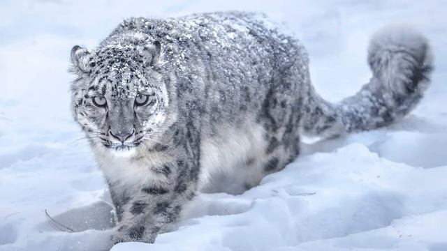 Интересные факты о снежном барсе или по другому Ирбис(Interesting facts about the snow leopard)