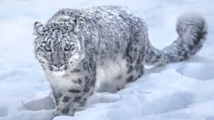 Интересные факты о снежном барсе или по другому Ирбис(Interesting facts about the snow leopard)