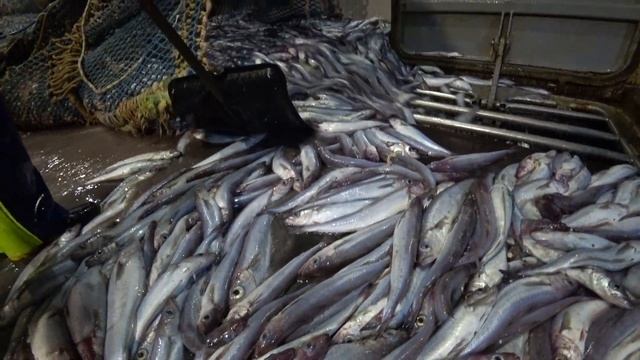 Улов 60 тонн путассу смотреть онлайн