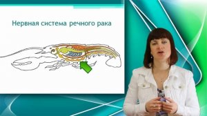 Речной рак. Класс ракообразные. Часть 2. Уроки Биологии Оналйн