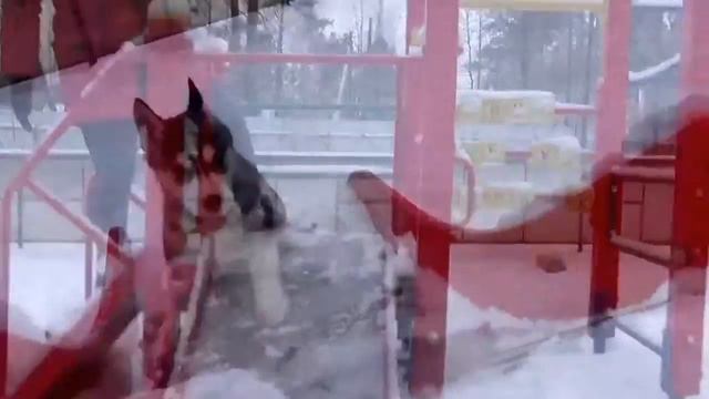 Щенки Хаски. Кто в горку, а кто с горы смотреть онлайн