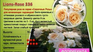 Розы Кордес Флорибунда 2014
