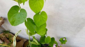 Giloy Vine Natural 🌿Immunity Bosster &Many Benefits in Giloy Vine How to grow from cutting....