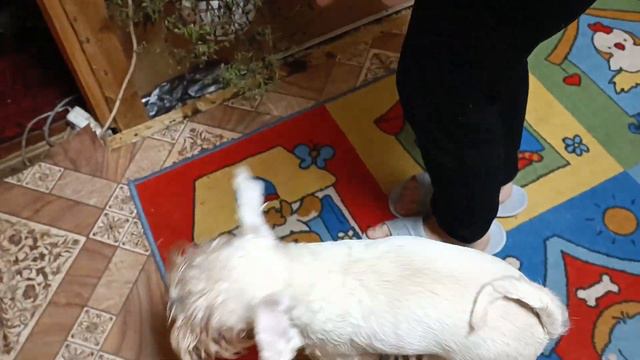 Цвергшнауцер белый 10 месяцев/Тренировки каждый день/Работа за кусок смотреть онлайн