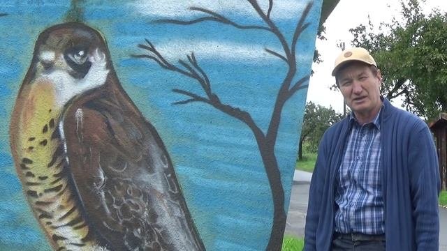 Тема сезона: Ястреб и как от него уберечь голубей.....