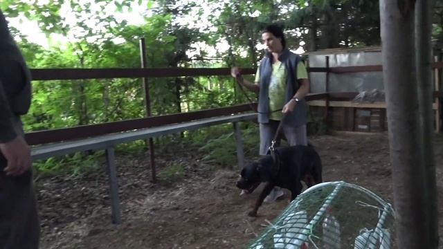 ДТ-26. История одного препятствия. Никогда не сдаваться! смотреть онлайн