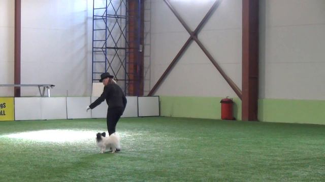 Самойлова Надежда и папильон Бумер. Открытый-НТМ смотреть онлайн