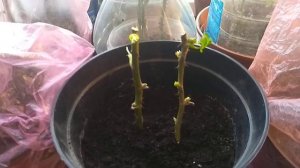 Черенки Роз. Как не погубить.Что влияет на рост корней.