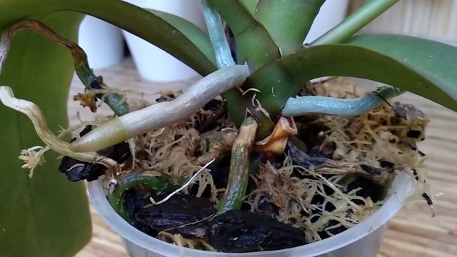 ПОЛИВАЙ орхидеи ЯНТАРНОЙ! орхидеи ЯНТАРКА плацебо? ЯНТАРНАЯ КИСЛОТА орхидеи ПАНАЦЕЯ! ОТЗЫВЫ орхидеи смотреть онлайн