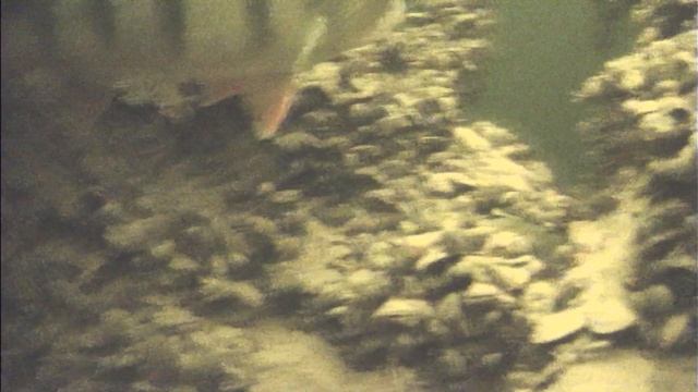 Волга подводная камера язь 52 окунь судак рыбалка смотреть онлайн