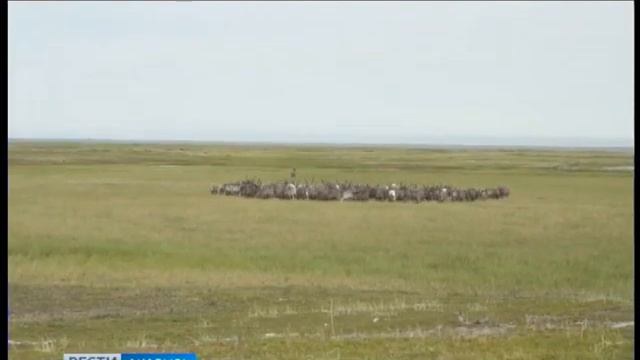 В Мейныпильгыно возрождают оленеводство