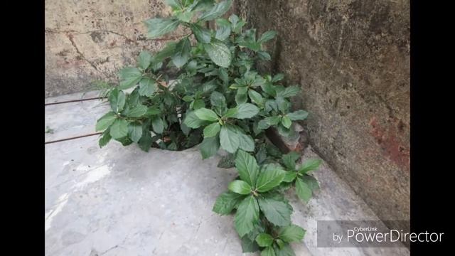 Canon IXUS 285 HS Photo Samples смотреть онлайн