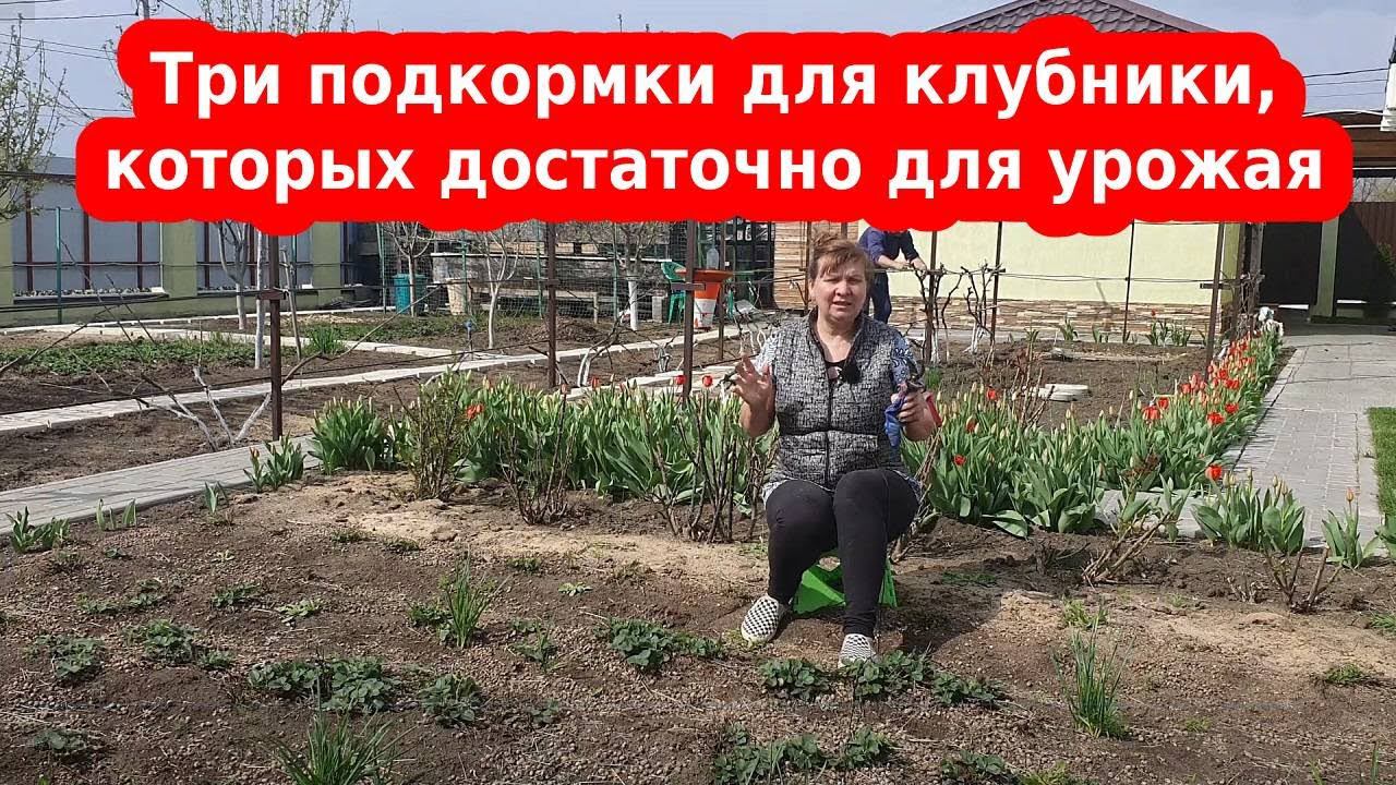 Подкормка клубники для урожая - 3 супер средства, которые клубника просто обожает