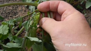 Редис - сорт 16 дней