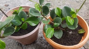 peperomia indoor plant care tips /in nepali (Pranita's garden)