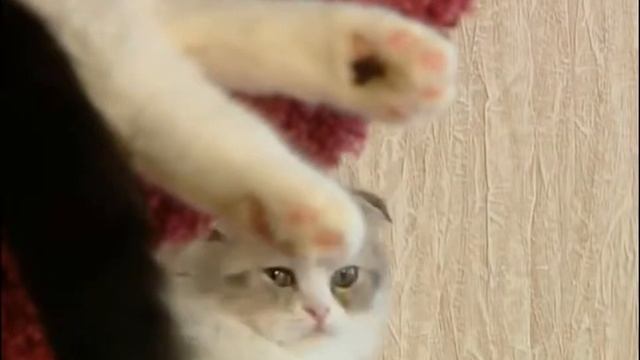 Шотландская вислоухая кошка скоттиш фолд  описание породы