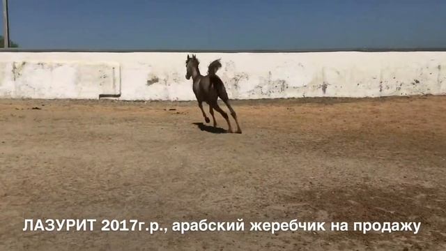 Продажа лошадей арабской породы конефермы Эквилайн, тел , WhatsApp +79883400208