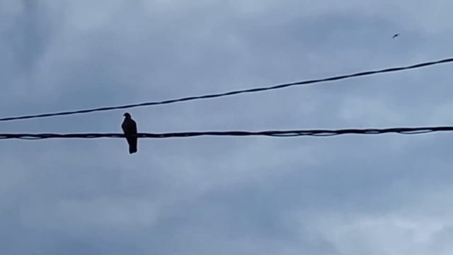 ВЯХИРЬ ИЛИ НЕ ВЯХИРЬ? ВОТ В ЧЕМ ВОПРОС!!! смотреть онлайн