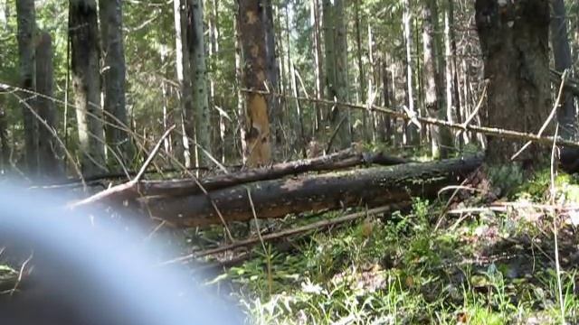 Про рябчиков. смотреть онлайн