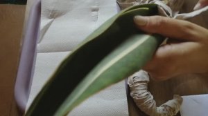 Распаковка. Сансевиерии из Индонезии