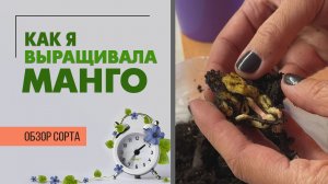 Как я выращивала манго. Ну такой себе садовник :)