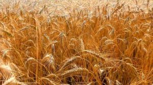 Афанасий Фет | Зреет рожь над жаркой нивой | Afanasy Fet | Учим стихи в месте