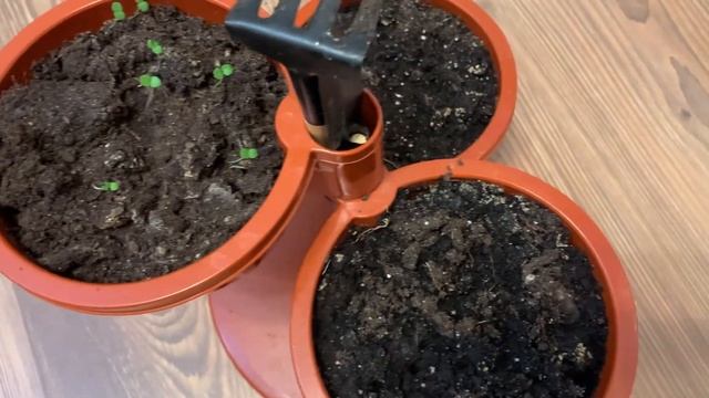 Дача на балконе 2021_3 / NEmouse смотреть онлайн