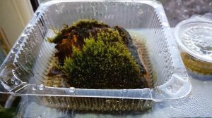 МОХ ИЗ ЛЕСА В АКВАРИУМЕ (30 дней спустя)