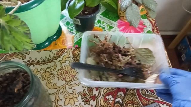 100. Убрали озимый лук// Пересаживаю комнатные цветы ?// Чудо - растение ?// смотреть онлайн