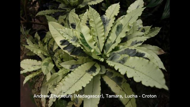 Codiaeum Variegatum Andrew,Eburneum (Madagascar), Tamara, Lucha Croton смотреть онлайн