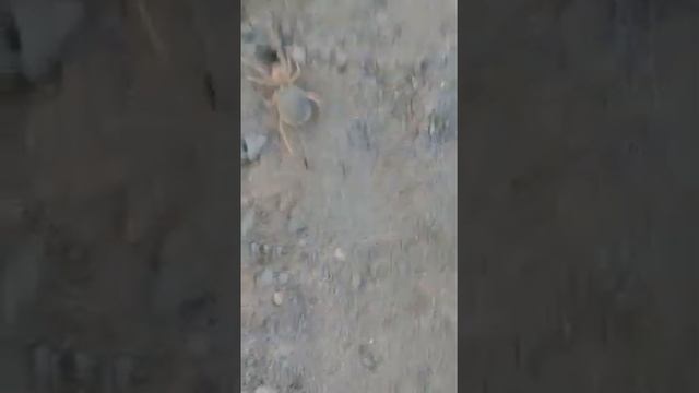 Camel Spider | Solifugae | Sun spiders | #animalworlduploads смотреть онлайн