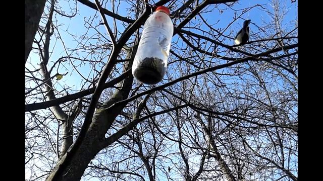 Птицы едят из кормушки в 3D смотреть онлайн