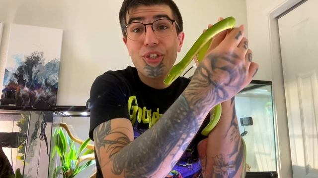 Snake Perch Update | Green Tree Python Terrarium