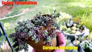 Growing Sedum Dasyphyllum | Corsican StoneCrops | Succulents by Vonny