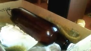 Как выкормить новорожденного котенка: коты, кошки и корм  для кошек