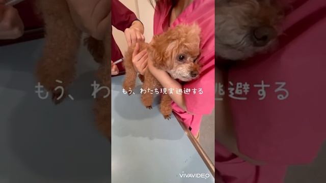 【トイプードル】狂犬病予防接種