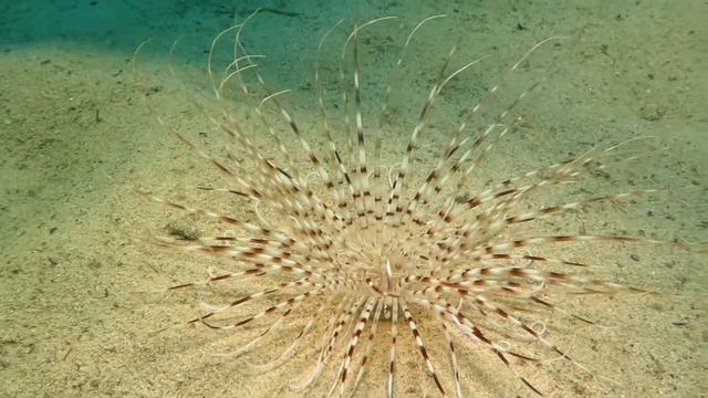 Cylinder Anemone - Cerianthus membranaceus смотреть онлайн