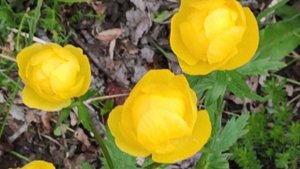 Купальница европейская. Trollius europaeus. Воловье око.