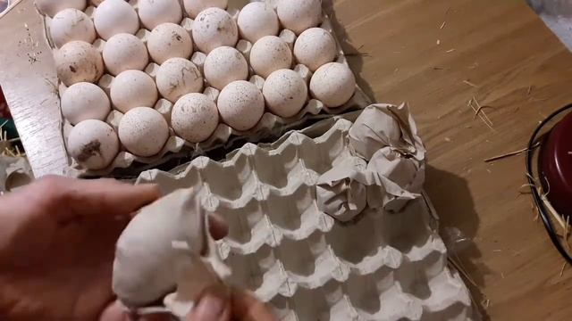 Сколько битых яиц в посылке/купить индюши яйца/птица Говорун индюки в хату смотреть онлайн