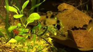 Коридорас панда, Псевдоскат Севилья, Родостомусы, Наростомусы и Расбора Эспей в кубике