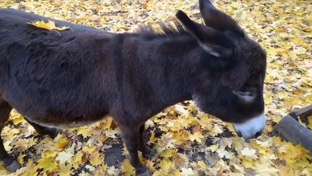 Домашний ослик или ишак (лат. Equus asinus, или Equus africanus asinus)