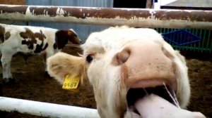 Мясное разведение скота! Выгодно или нет?