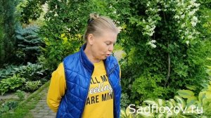 Самые красивые желтые хосты