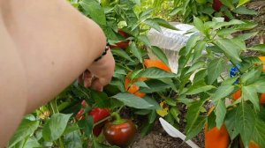 Перец сладкий Гогошары (открытый грунт) - иногда он такой разный, но всегда шикарный 02,09,23