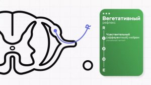 Рефлекс. Соматическая и вегетативная рефлекторная дуга